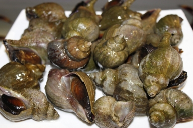 Живые ракушки-моллюски Трубач (рапан) Дальневосточные оптом