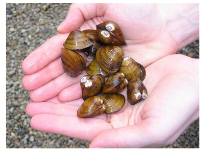 Живые ракушки-моллюски Корбикула Сахалинские оптом
