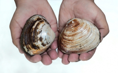 Живые ракушки-моллюски Спизула Сахалинские оптом