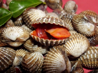Живые ракушки-моллюски Анадара Дальневосточные оптом