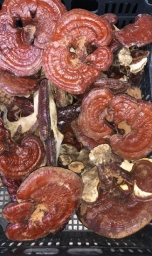 Экзотические грибы от производителя