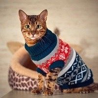 Одежда для животных