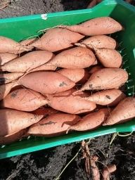 Батат Борегард первого сорта